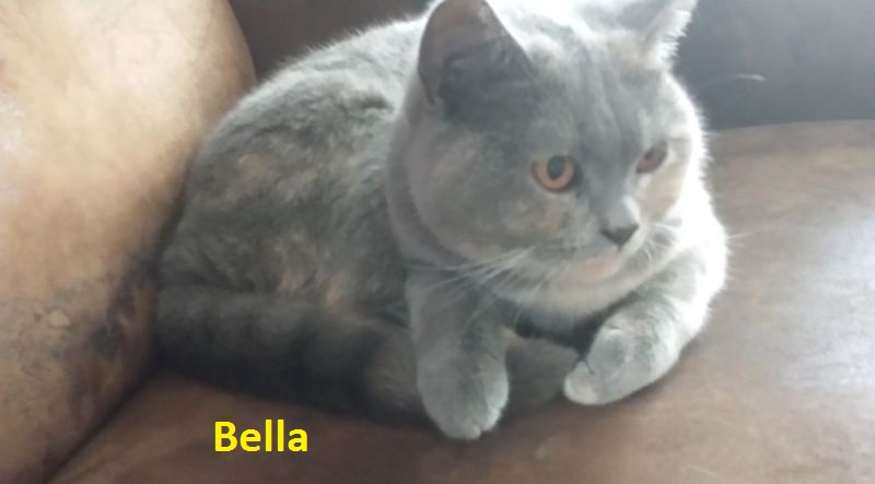 foto Bella